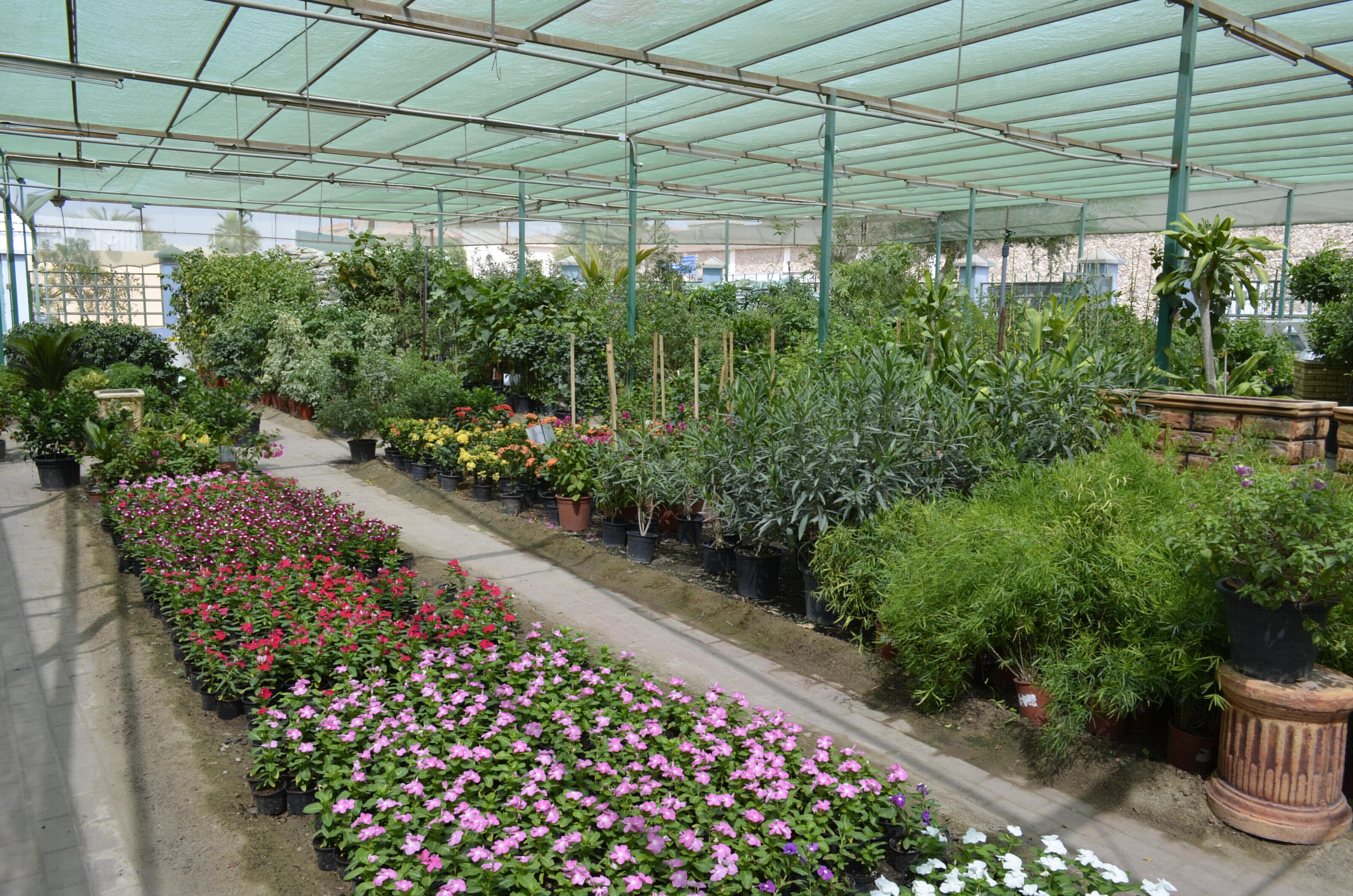 Al Noaimi Paradise Flower Garden Center Display