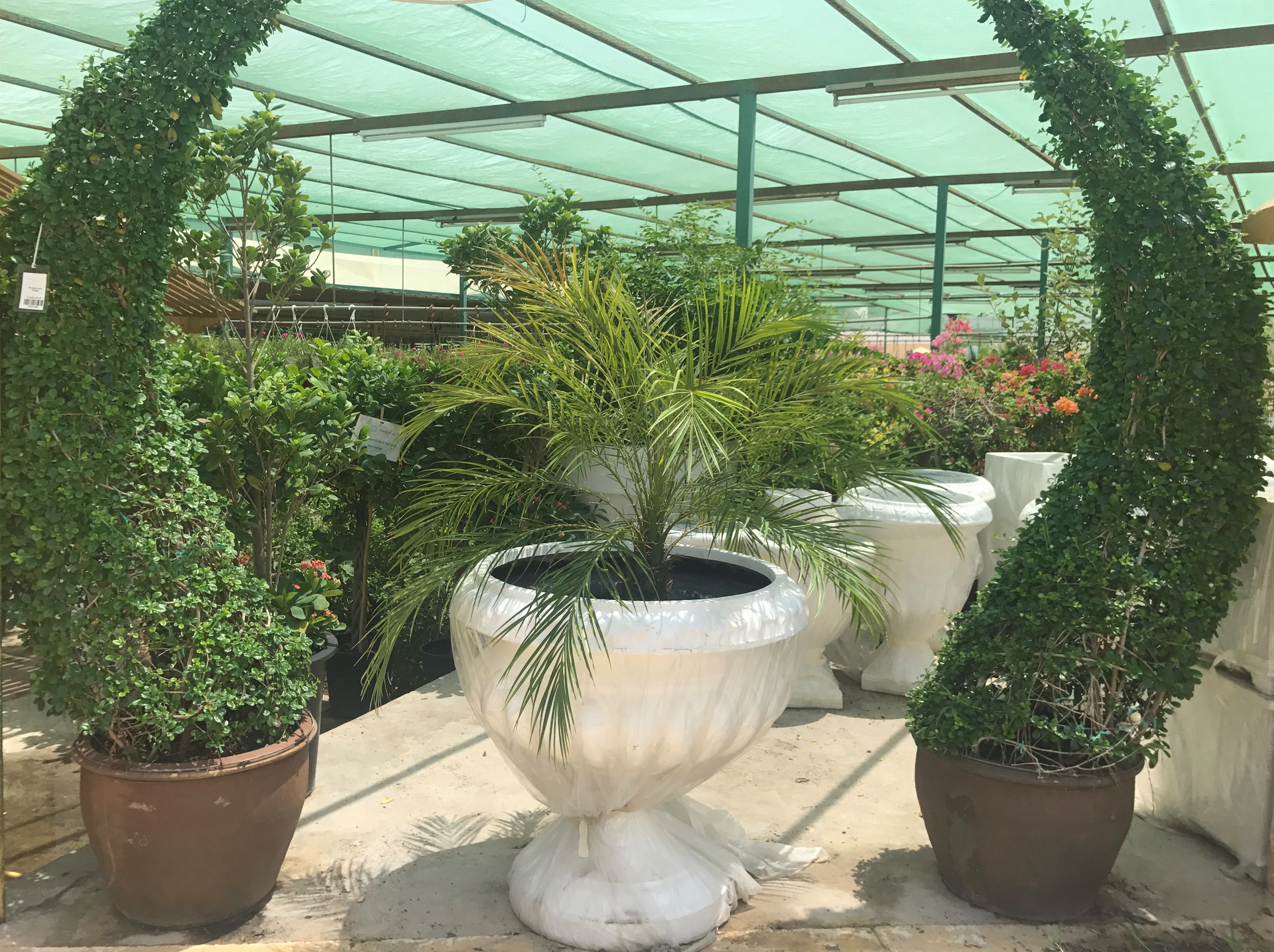 Al Noaimi Paradise Flower Garden Center Main