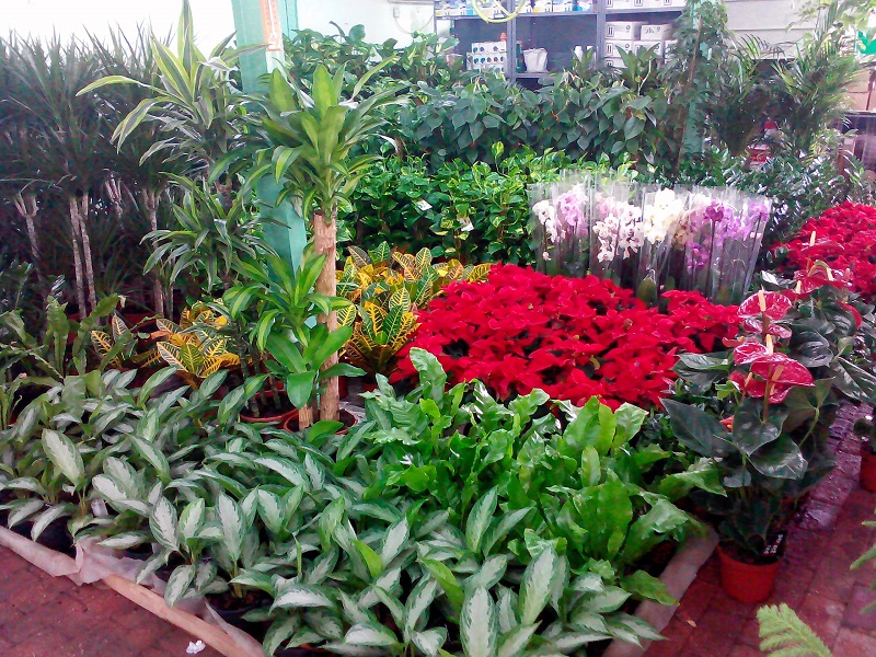 Al Noaimi Paradise Flower Garden Center Plants