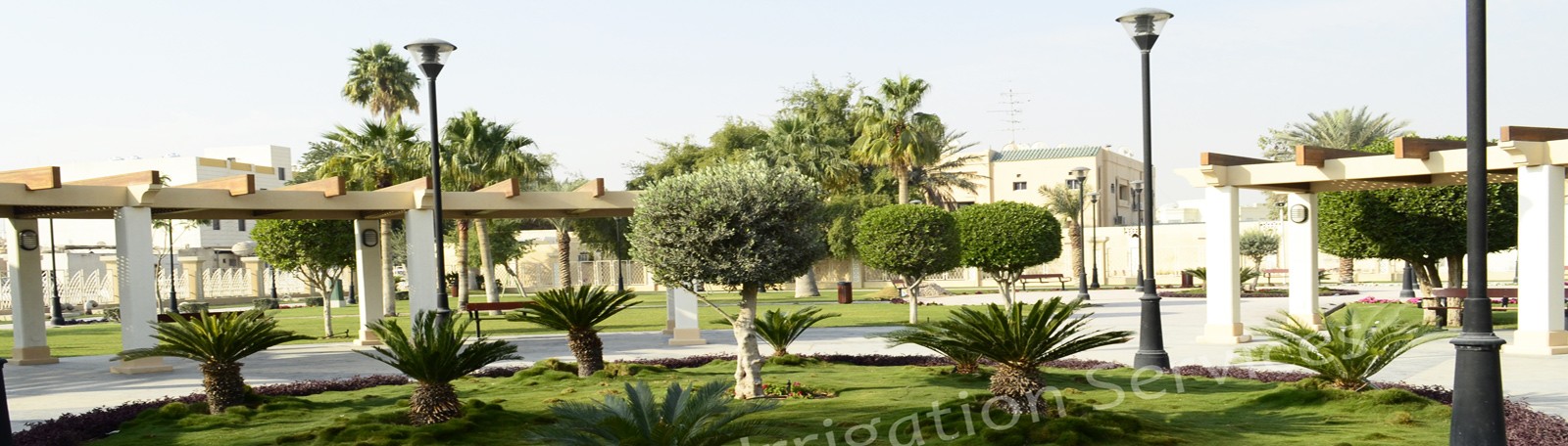 Landscaped public park with pergolas, an olive tree, sago palms and lawn in Doha, Qatar