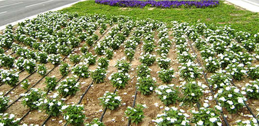 Paradise Flowers