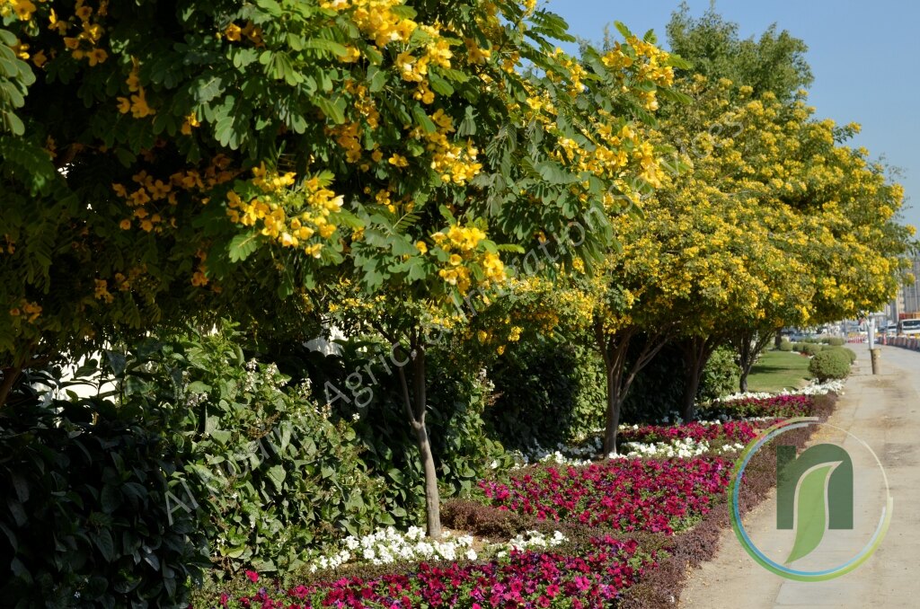 Al Noaimi Landscaping Irrigation Gallery